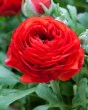 Ranunculus red7